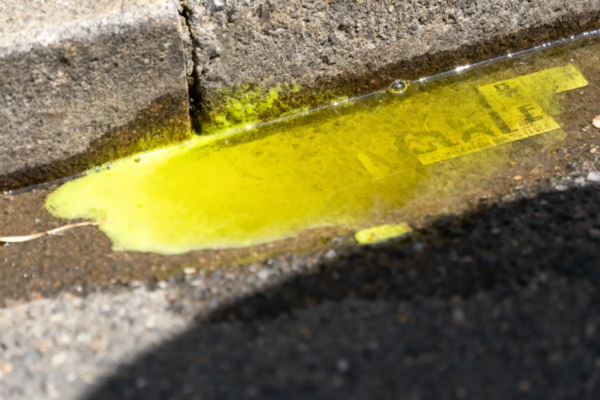 Petite flaque d'eau jaune lumineuse entourée de terre, feuilles et pierres dans un environnement naturel.