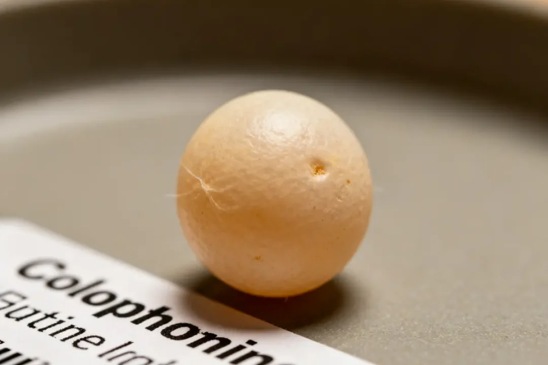 Ovule de Colpotrophine beige posé sur une surface grise avec étiquette partiellement visible