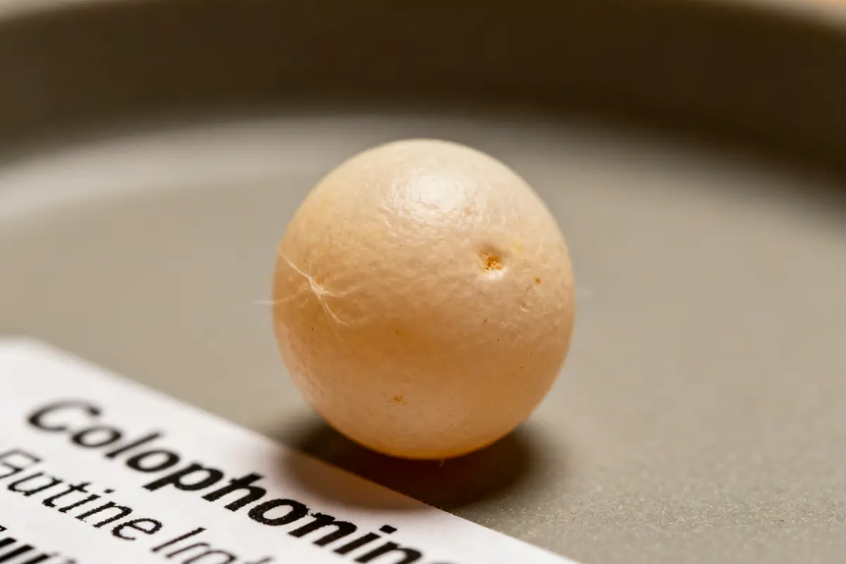 Ovule de Colpotrophine beige posé sur une surface grise avec étiquette partiellement visible