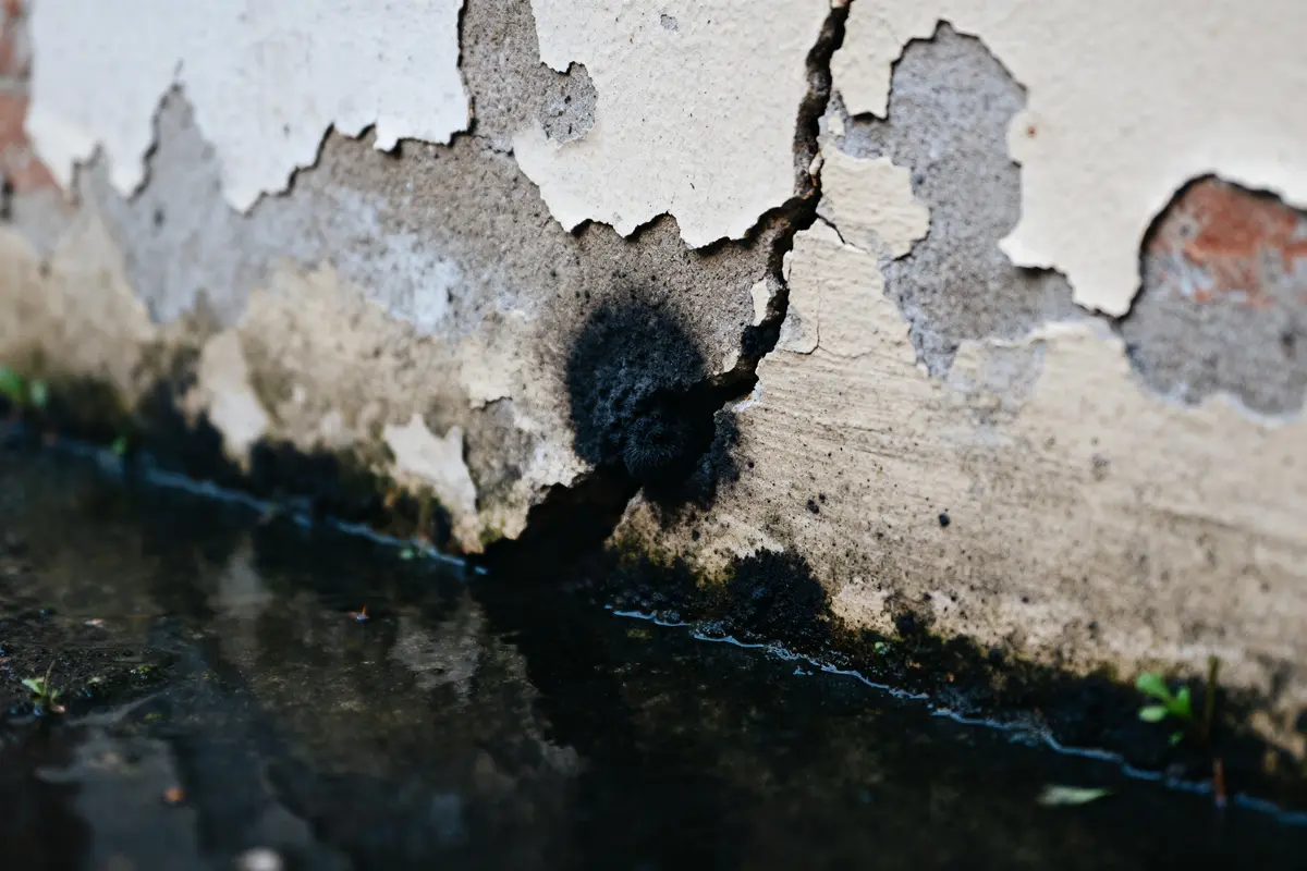 Mur endommagé avec signes de moisissure, fissures et apparition de vers noirs d'humidité